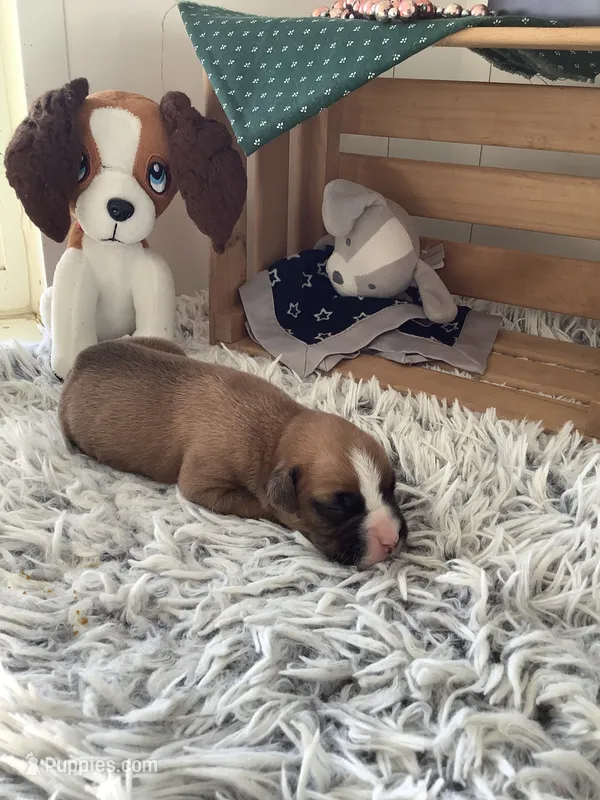 Fido  – Boxer puppy for sale in Baltic, OH