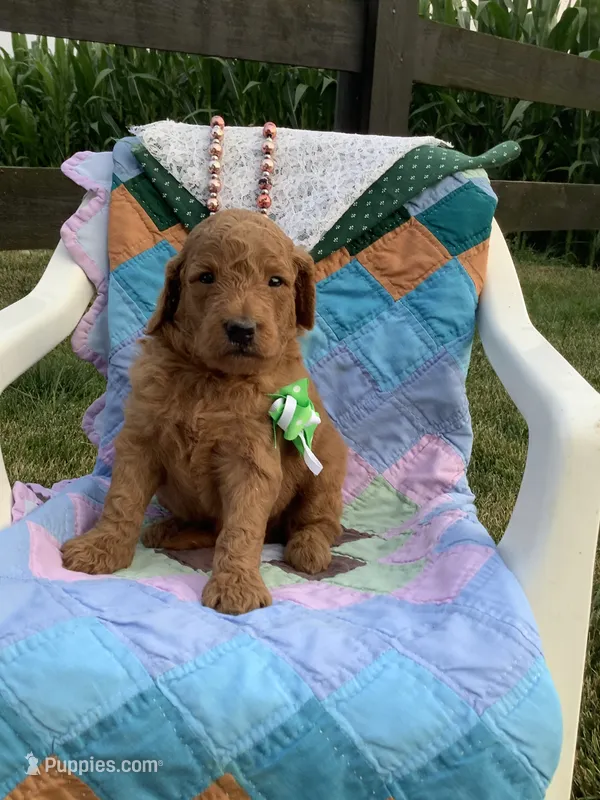 Rascal - F1b  – Goldendoodle puppy for sale in Baltic, OH