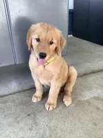 Lola , a female Golden Retriever for sale in Baltic, OH – 3 of 10