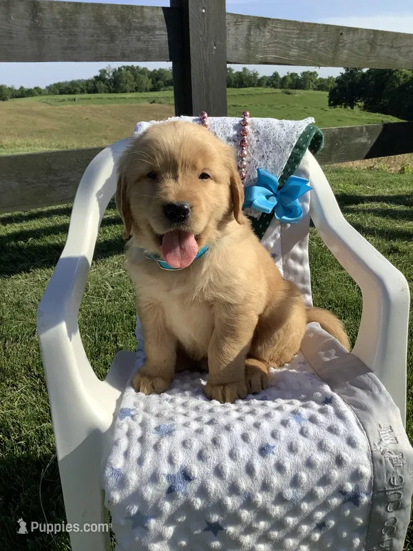 Tito – Golden Retriever puppy for sale in Baltic, OH