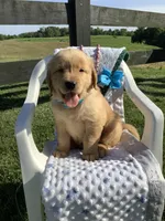 Tito, a male Golden Retriever for sale in Baltic, OH – 1 of 10
