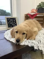Connie, a female Golden Retriever for sale in Baltic, OH – 7 of 9
