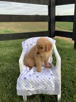 Lucy, a female Golden Retriever for sale in Baltic, OH – 4 of 9