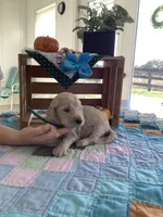 Tyler - F1b Goldendoodle , a male Golden Retriever for sale in Baltic, OH – 3 of 8