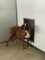Cyndi, a female Boxer for sale in Baltic, OH – 6 of 7