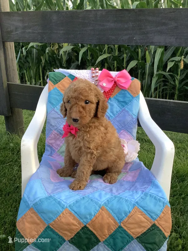 Ginger- F1bb Goldendoodle  – Goldendoodle puppy for sale in Baltic, OH