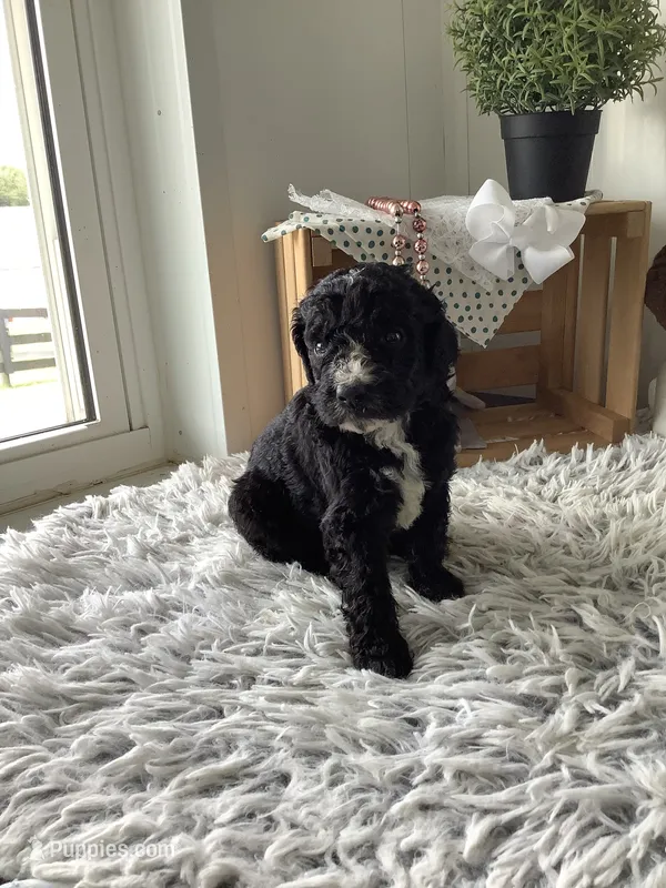 F1bb Goldendoodle - Manny  – Goldendoodle puppy for sale in Baltic, OH