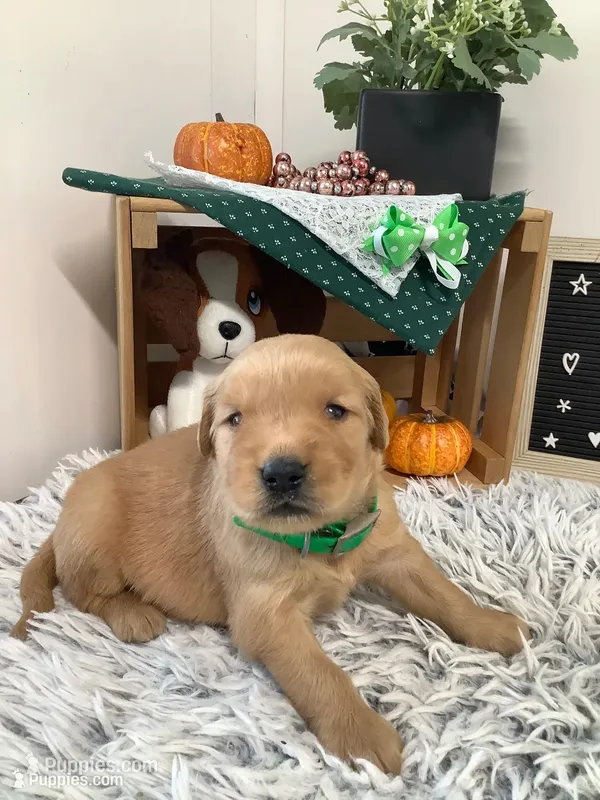 Jerry – Golden Retriever puppy for sale in Baltic, OH