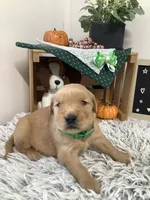 Jerry, a male Golden Retriever for sale in Baltic, OH – 4 of 9