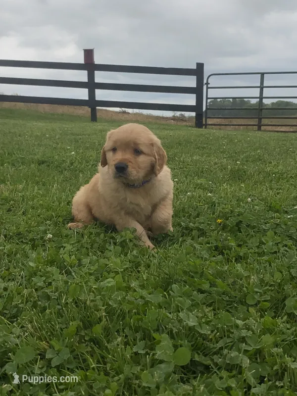 Macho – Golden Retriever puppy for sale in Baltic, OH