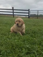 Macho, a male Golden Retriever for sale in Baltic, OH – 2 of 7