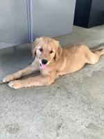 Lola , a female Golden Retriever for sale in Baltic, OH – 2 of 10
