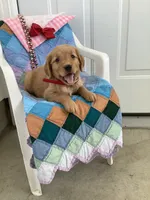 Sheila , a male Golden Retriever for sale in Baltic, OH – 1 of 9