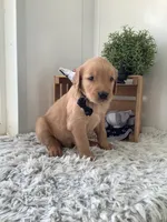 Myles, a male Golden Retriever for sale in Baltic, OH – 3 of 9