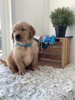 Tito, a male Golden Retriever for sale in Baltic, OH – 8 of 10