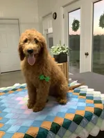 Rascal - F1b standard , a male Goldendoodle for sale in Baltic, OH – 1 of 9