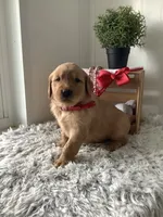 Cassandra , a male Golden Retriever for sale in Baltic, OH – 4 of 6