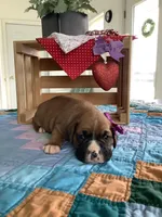 Lena , a female Boxer for sale in Baltic, OH – Photo 3 of 9