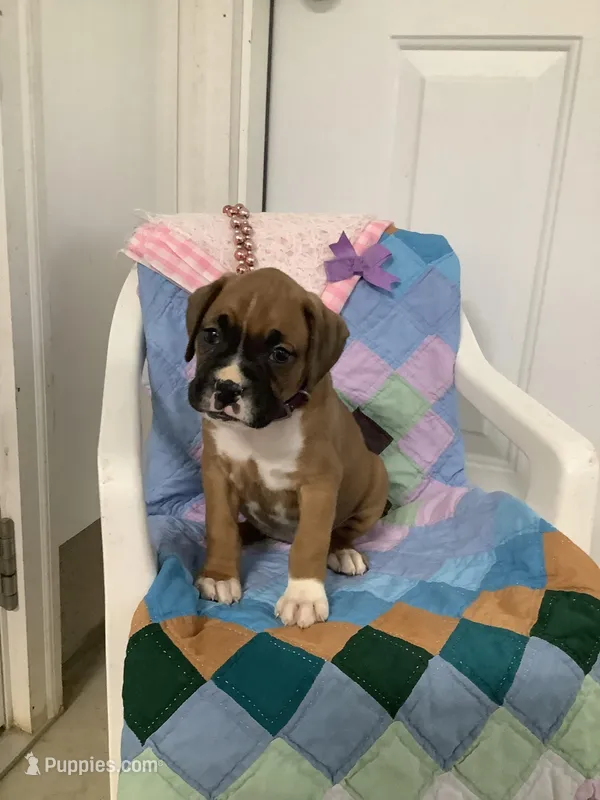 Lena  – Boxer puppy for sale in Baltic, OH