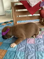 Lena , a female Boxer for sale in Baltic, OH – Photo 4 of 9