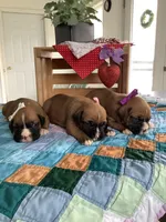 Lena , a female Boxer for sale in Baltic, OH – Photo 7 of 9