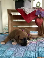 Lena , a female Boxer for sale in Baltic, OH – Photo 2 of 9