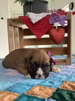 Lena , a female Boxer for sale in Baltic, OH – Photo 1 of 9