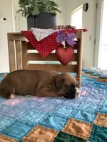 Lena , a female Boxer for sale in Baltic, OH – Photo 5 of 9