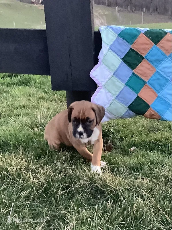 Lena  – Boxer puppy for sale in Baltic, OH