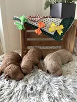 Ryan -F1b , a male Goldendoodle for sale in Baltic, OH – 4 of 6