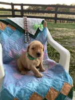Jerry, a male Golden Retriever for sale in Baltic, OH – 2 of 9