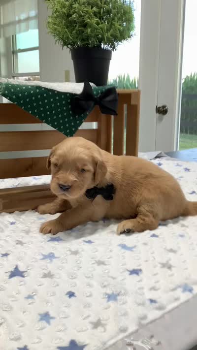 Frank , a male Golden Retriever for sale in Baltic, OH – 5 of 8