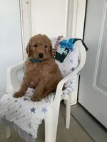 Rocky F1b  standard , a male Goldendoodle for sale in Baltic, OH – Photo 4 of 9