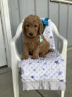 Rocky F1b  standard , a male Goldendoodle for sale in Baltic, OH – Photo 3 of 9