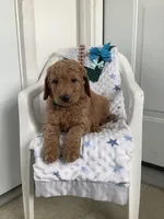 Rocky F1b  standard , a male Goldendoodle for sale in Baltic, OH – Photo 5 of 9
