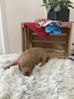 Rocky F1b standard , a male Goldendoodle for sale in Baltic, OH – Photo 1 of 7