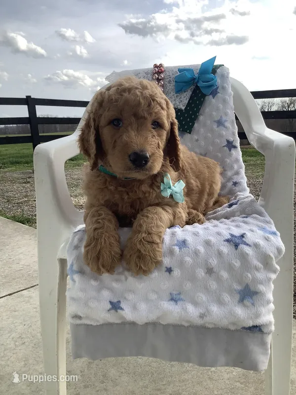 Rocky F1b  standard  – Goldendoodle puppy for sale in Baltic, OH