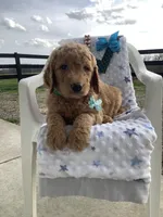 Rocky F1b  standard , a male Goldendoodle for sale in Baltic, OH – Photo 1 of 9