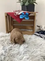 Rocky F1b standard , a male Goldendoodle for sale in Baltic, OH – Photo 4 of 7