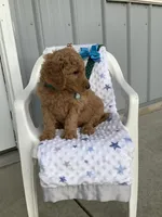 Rocky F1b  standard , a male Goldendoodle for sale in Baltic, OH – Photo 2 of 9