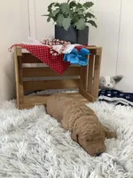 Rocky F1b standard , a male Goldendoodle for sale in Baltic, OH – Photo 5 of 7