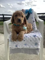 Rocky F1b  standard , a male Goldendoodle for sale in Baltic, OH – Photo 6 of 9