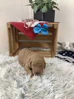 Rocky F1b standard , a male Goldendoodle for sale in Baltic, OH – Photo 2 of 7