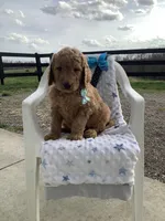 Rocky F1b  standard , a male Goldendoodle for sale in Baltic, OH – Photo 7 of 9