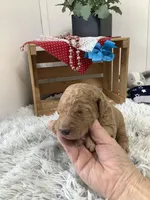 Rocky F1b standard , a male Goldendoodle for sale in Baltic, OH – Photo 3 of 7