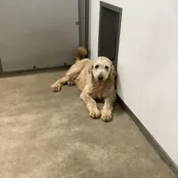 Rocky F1b  standard , a male Goldendoodle for sale in Baltic, OH – Photo 9 of 9