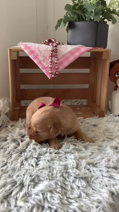 Sheila , a female Golden Retriever for sale in Baltic, OH – 8 of 10