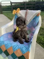 Rex- F1bb Standard , a male Goldendoodle for sale in Baltic, OH – 4 of 9