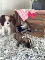 Lady , a female Boxer for sale in Baltic, OH – 2 of 7