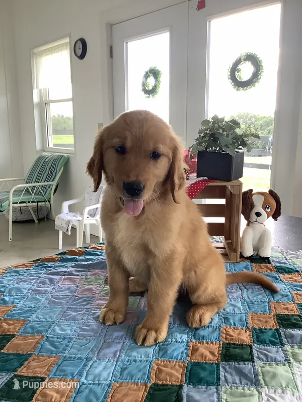 Kallie  – Golden Retriever puppy for sale in Baltic, OH